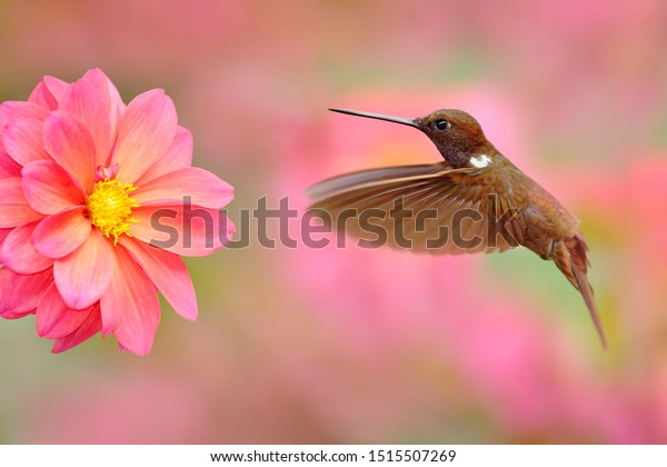 ピンクの花を持つハチドリ コエリゲナ ウィルソニのブラウン インカ 美しいピンクの花の隣を飛ぶコロンビア 花が咲く庭の鳥 自然の野生生物のシーン 熱帯の森の動物 の写真素材 今すぐ編集