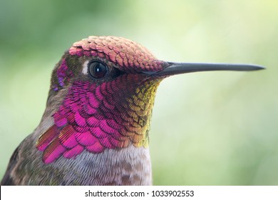 Hummingbird Portrait And Macro