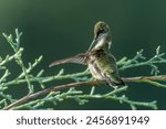 Hummingbird preening on a tree branch