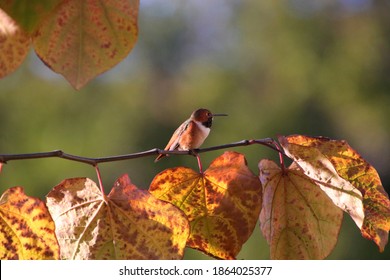 Hummingbird At Rest On An Autumn Foilage Tree