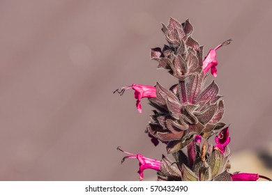 Hummingbird Sage (Salvia Spathacea) Flowers, California