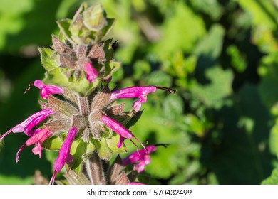 Hummingbird Sage (Salvia Spathacea) Flowers, California