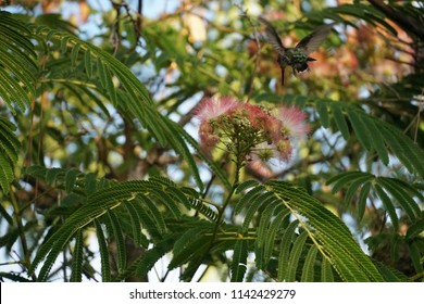 Hummingbird Searching Mimosa Tree Mid Flight