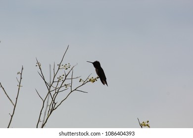 Hummingbird Silhouette Camelback Mountain