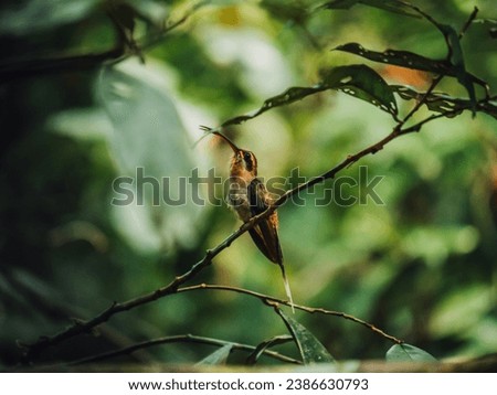 Hummingbird singing amidst a leafy haven.