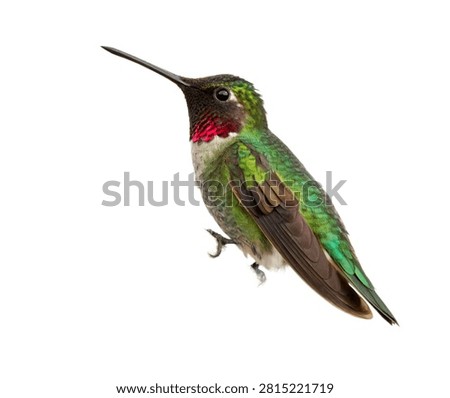 Hummingbird Single Ruby Throated Hummingbird Isolated On White Background