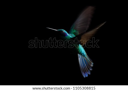 Hummingbird, sparkling violetear (Colibri coruscans) in flight. Low-key bird portrait. Bird in flight. Low light. Hovering, black background, Colombia, beautiful green bird in flight, nature scene