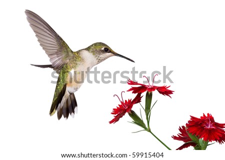 hummingbird spreads her tail over three red dianthus; white background