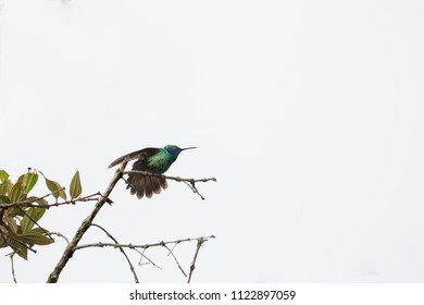 Hummingbird Trochilidae Birg