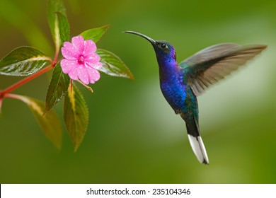 Hummingbird Violet Sabrewing flying next to beautiful pink flower in tropical forest.