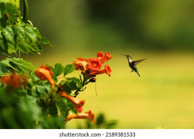 Hummingbird Visiting A Flowering Plant In A Michigan State Park.