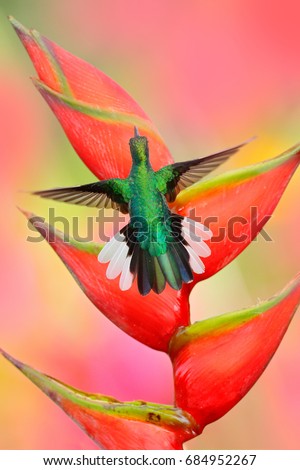 rub Insect Flower Cosmos