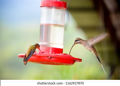 Hummingbirds Flying And Eating From Their Feeder.