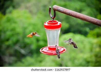 2 Humming Birds Stock Photos Images Photography Shutterstock