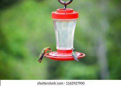 Bird Tongue Images Stock Photos Vectors Shutterstock