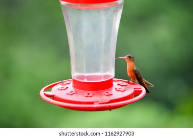 2 Humming Birds Stock Photos Images Photography Shutterstock