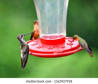 Bird Tongue Images Stock Photos Vectors Shutterstock