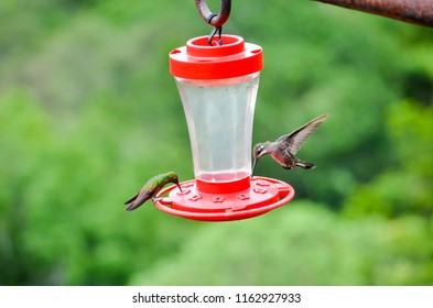 Bird Tongue Images Stock Photos Vectors Shutterstock