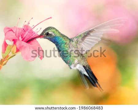 Hummingbirds photographed in the beauty of wildlife