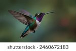 Hummingbirds are small birds that are important honey-related animals. It is a very small and colorful bird, whose main food is honey and flower juice.