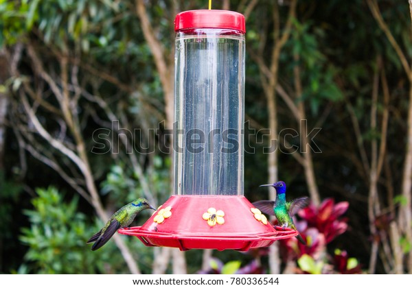 Hummingbirds Sugar Water Feeder Park Stock Image Download Now