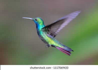 Hummingbird(Trochilidae)Flying Gems Ecuador