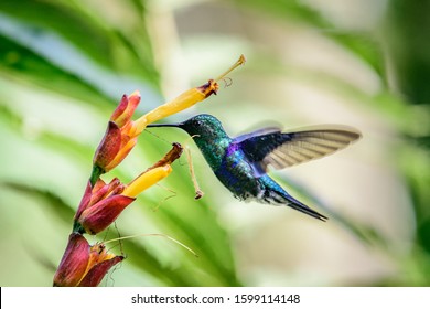 Hummingbird(Trochilidae)Flying Gems Ecuador Costa Rica Panama