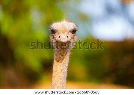 A humorous close-up of an ostrich with a comical expression, showing its beak and eyes in sharp detail against a bright blurred background.