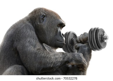 Humorous concept shot of a gorilla on white training with a heavy dumbbell, symbolizing great strength