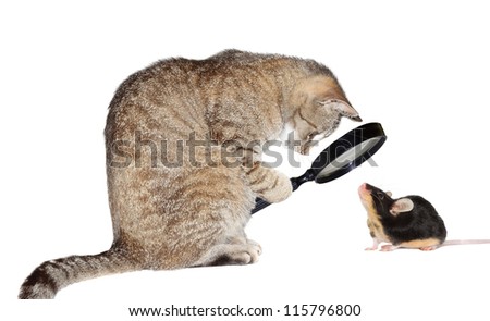 Humorous conceptual image of a nearsighted cat with myopia peering at a little mouse through a magnifying glass isolated on white