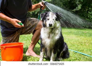 Humorous Expression On A Muddy Dog In That Second That The Hose Water Hits