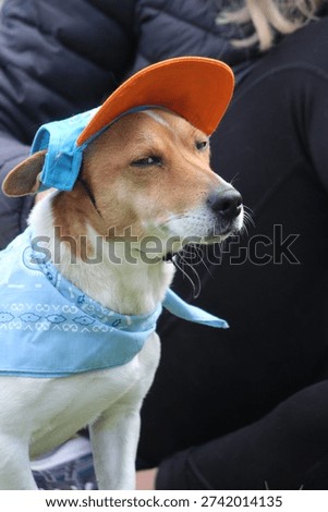 A humorous and expressive portrait of a small to medium-sized brown-and-white mixed-breed dog, possibly a Jack Russell Terrier mix, wearing a miniature blue and orange sun visor and a matching blue patterned bandana. The dog is looking off-camera with a comical, squinting, 