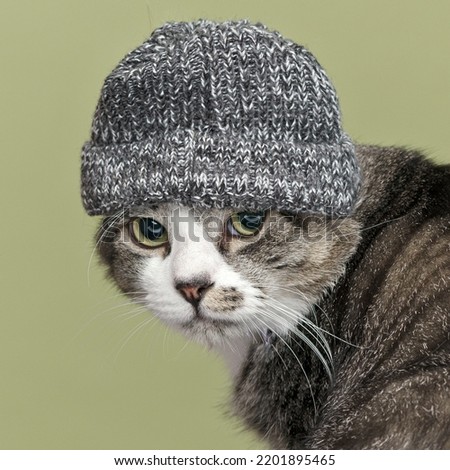 Humorous photo of a cat wearing winter hat