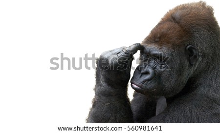 Humorous portrait of a gorilla thinking with room for text
