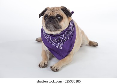Humorous pug wearing purple bandana.