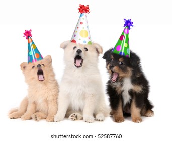 Humorous Puppies Singing Happy Birthday Song Wearing Silly Hats