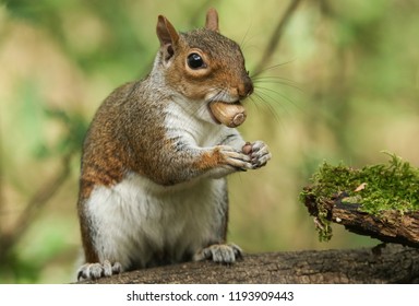 A humorous shot of a cute Grey Squirrel  (Sciurus carolinensis) sitting on a log with an acorn in its mouth. - Powered by Shutterstock