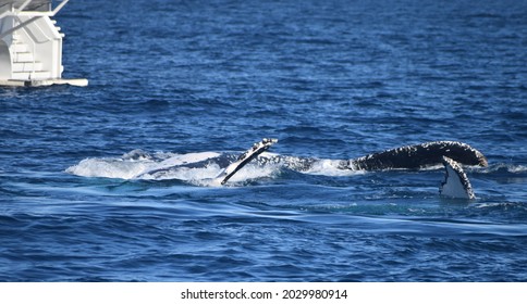 Hump Back Whale Swimming Rolling Flapping Slapping Pectoral Fins
