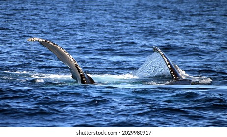 Hump Back Whale Swimming Rolling Flapping Slapping Pectoral Fins
