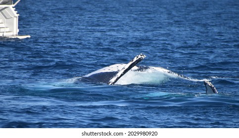 Hump Back Whale Swimming Rolling Flapping Slapping Pectoral Fins
