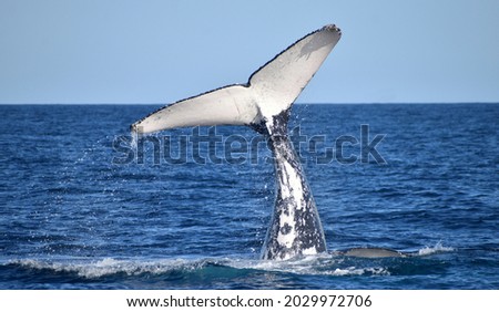 hump back whale tail fluke 