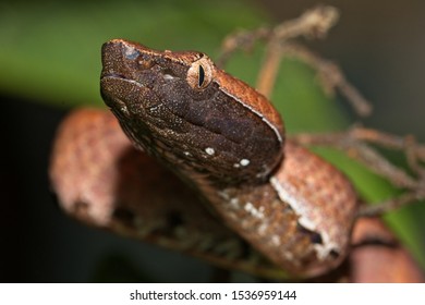 pit viper nose