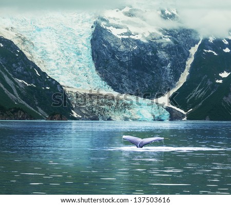 Humpaback Whale in  Alaska