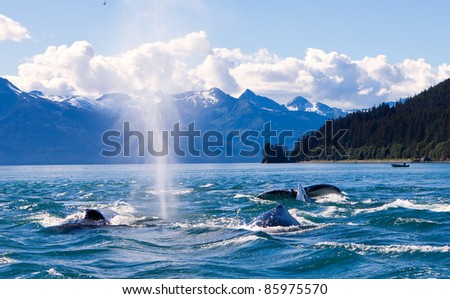 Humpaback Whales Playing in the Ocean in Juneau, Alaska