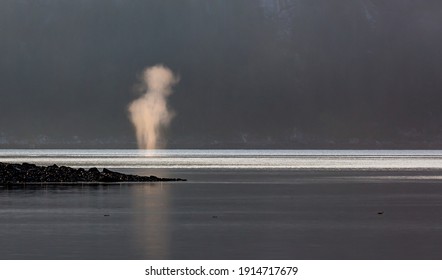 Humpack Whale Blows His Air Hole In Glacier Bay