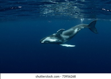 Humpback Calf Waving