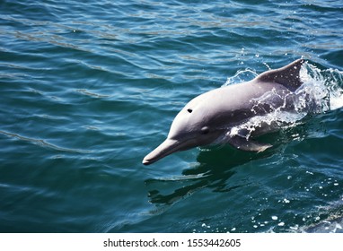 Humpback Dolphin On A Speed Trip In Beautiful Musandam, Oman 