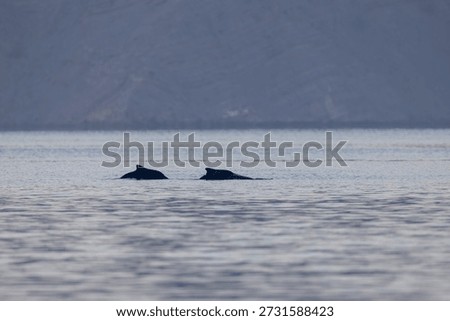 Humpback dolphins at the surface