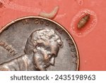 Humpback fly (also known as scuttle, sewer, or coffin flies) pupae and larva. These tiny flies (family: Phoridae) feast on organic material found in  sewers and even on human corpses in funeral homes.