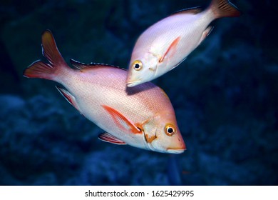 Humpback Red Snapper (Lutjanus Gibbus) In Sea Water
